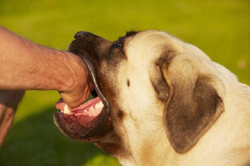 Nằm mơ thấy chó cắn báo hiệu điềm dữ