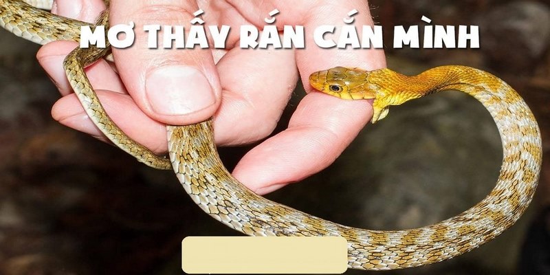 Nằm mơ thấy rắn cắn đánh lô đề con mấy?