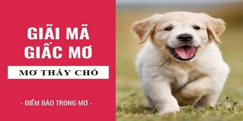 Mơ thấy chó có ý nghĩa tốt hay xấu?