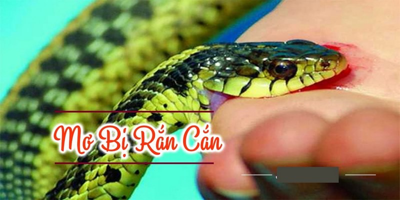 Mơ thấy rắn cắn điềm tốt hay xấu?
