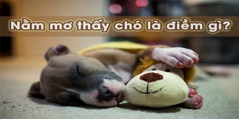 Các nội dung giấc mơ thấy chó phổ biến